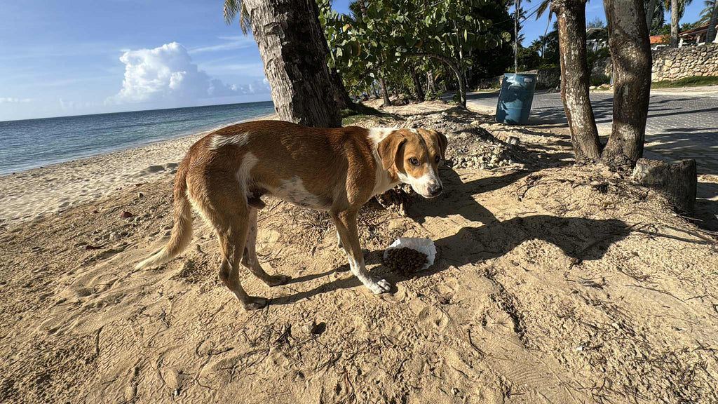 How Your Morning Coffee Can Save Stray Dogs